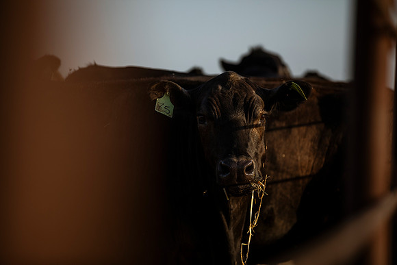 herradina-wagyu-2024-tom-leigh-8176