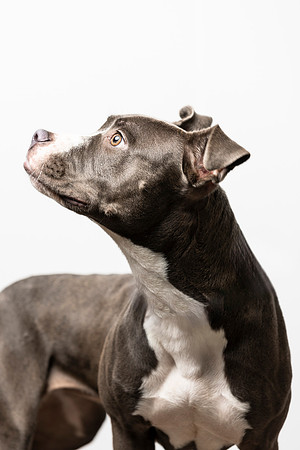 western-arizona-humane-society-2024-tom-leigh-8441-Edit
