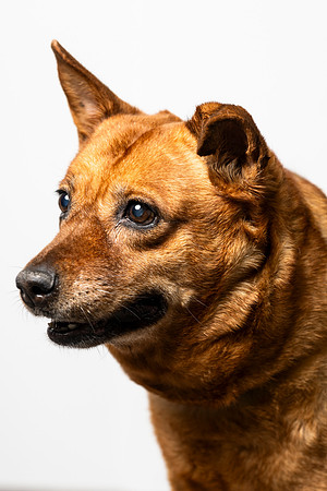 western-arizona-humane-society-2024-tom-leigh-8643-Edit
