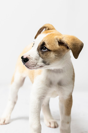 western-arizona-humane-society-2024-tom-leigh-8178-Edit