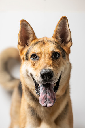 western-arizona-humane-society-2024-tom-leigh-8576-Edit