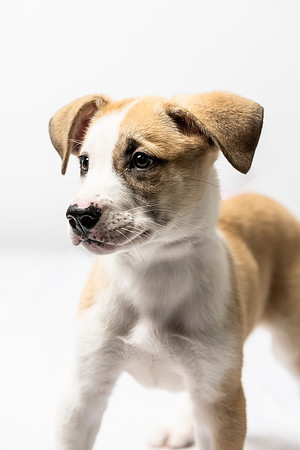 western-arizona-humane-society-2024-tom-leigh-8293-Edit