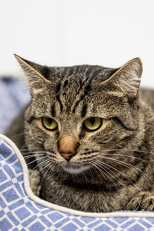 western-arizona-humane-society-2024-tom-leigh-8955