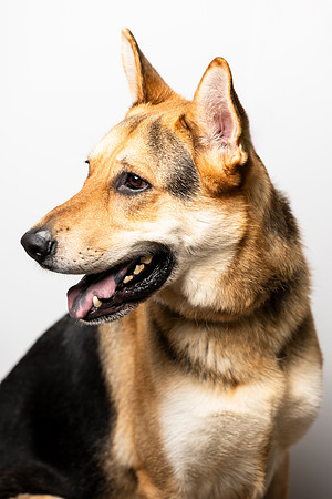 western-arizona-humane-society-2024-tom-leigh-8559-Edit