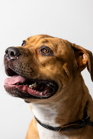 western-arizona-humane-society-2024-tom-leigh-8429